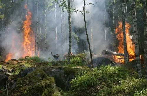 wireless industrial routers to forest fire monitoring of  Application